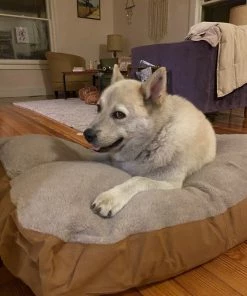 Carhartt Pet Gear 'Carhartt' Large Sherpa Dog Bed - Carhartt Brown